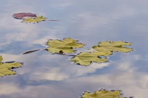 Maple leaves floating on water Stock Photos
