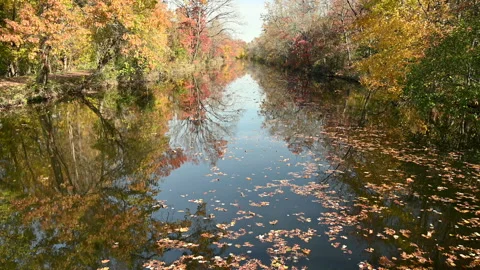 Maple leaves flowing down river. Stock Footage 201974198
