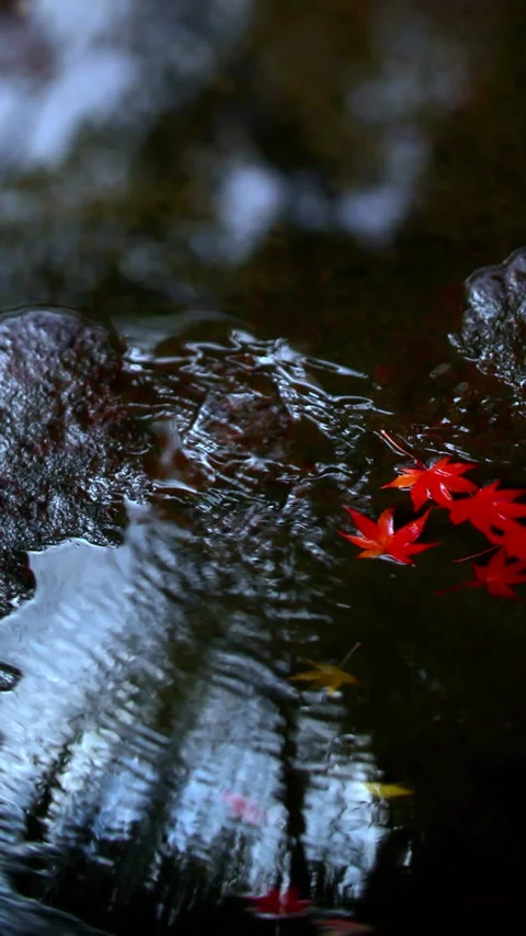 Maple Leaves Flowing on the River Surface Stock Footage 331975758