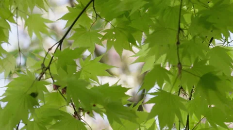 Maple Leaves Focus Cherry Blossoms - 4k - Slow Motion 動画素材 59721661