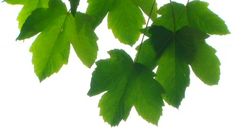 Maple leaves Video stock 853713