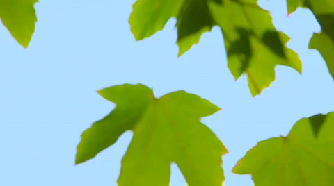 Maple leaves Stock Footage 860736