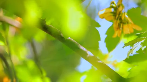 Maple leaves Stock Footage 862315