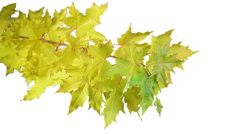 Maple leaves Stock Footage 891045