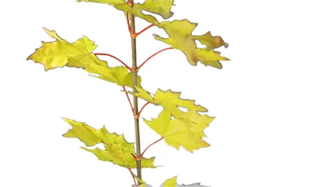 Maple leaves Stock Footage 891078