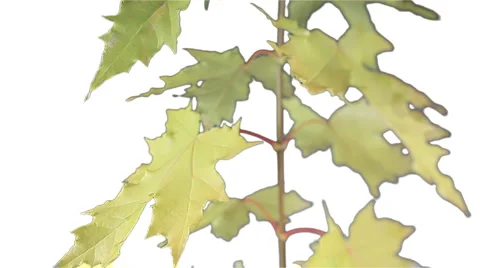 Maple leaves Stock Footage 891160