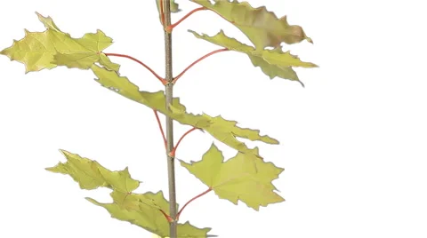 Maple leaves Stock Footage 891197