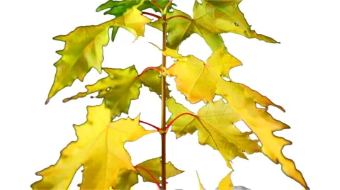 Maple leaves Stock Footage 891248
