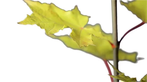 Maple leaves Stock Footage 898121
