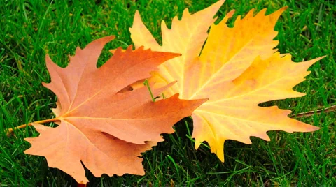 Maple leaves Stock Footage 1099957
