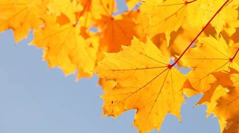 Maple leaves Stock Footage 23406490
