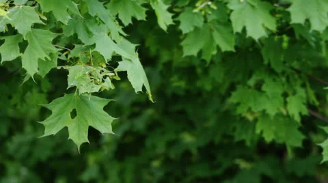 Maple Leaves Stock Footage 23668134