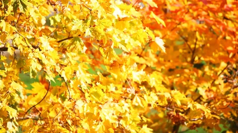 Maple leaves Stock Footage 29903342