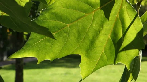 Maple leaves Video stock 32971696