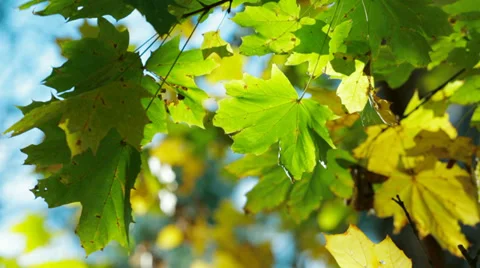 Maple Leaves Stock-Footage 36561791