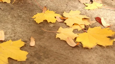Maple Leaves Stock Footage 42852172