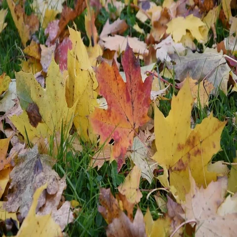 The maple leaves Stock Footage 69506493