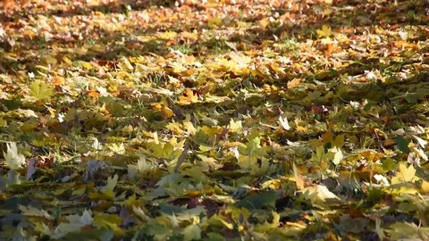 The maple leaves Stock Footage 69770799