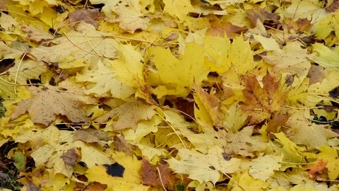 The maple leaves Stock Footage 69825701