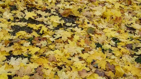 The maple leaves Video stock 69826139