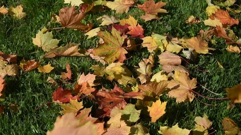 Maple leaves Stock Footage 81250986