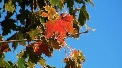 Maple leaves Vidéo 85684632