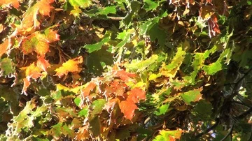 Maple leaves Stock Footage 85684660