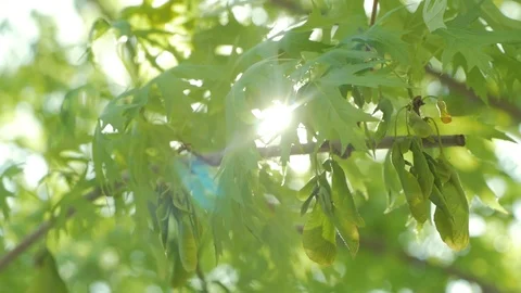 Maple leaves Stock Footage 110922845