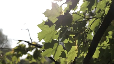 Maple leaves Stock Footage 146636157