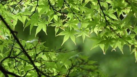 Maple Leaves Video stock 154459148
