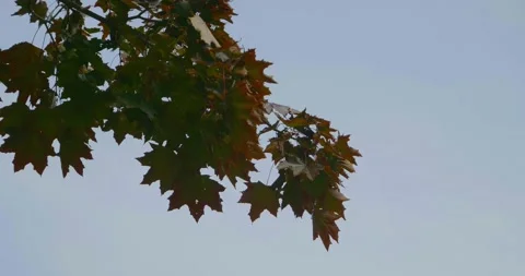 Maple Leaves Stock Footage 218042292