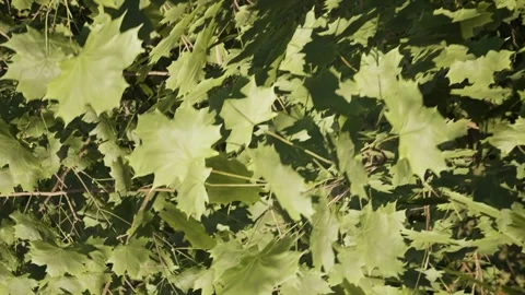 Maple Leaves Video stock 293031328