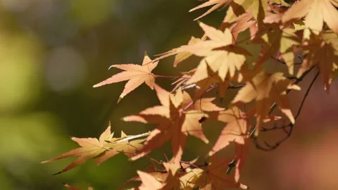Maple leaves Stock Footage 297605619
