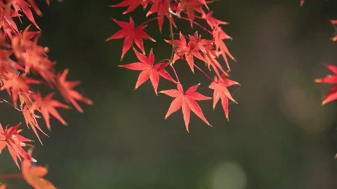 Maple leaves Stock Footage 297605776