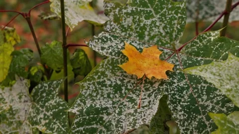 Maple leaves Stock Footage 326907551
