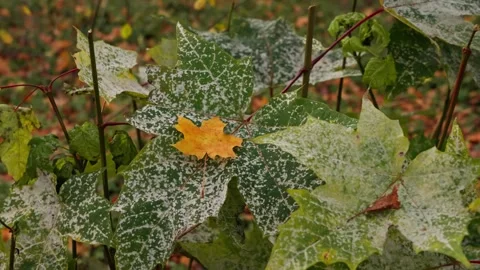 Maple leaves Stock Footage 326908355