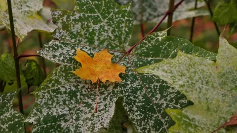 Maple leaves Stock Footage 326908378