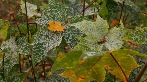 Maple leaves Stock Footage 326908422