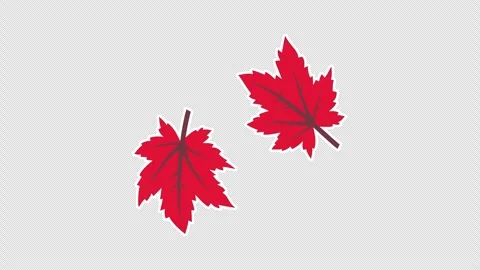 Maple leaves Stock Footage 336518307