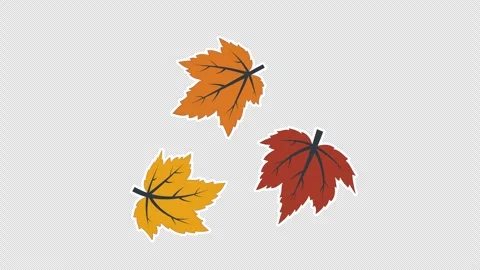 Maple leaves 스톡 동영상 336518310