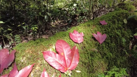 Maple leaves in the forest in the autumn Stock Footage 149088284