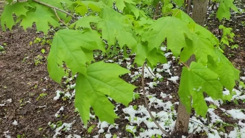 Maple leaves in the forest in May Video stock 274783642