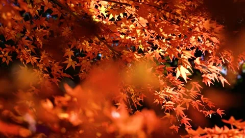 Maple leaves glowing red Stock Footage 249722231