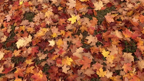Maple leaves on the grass with golden light during autumn, 4K Video stock 221655380