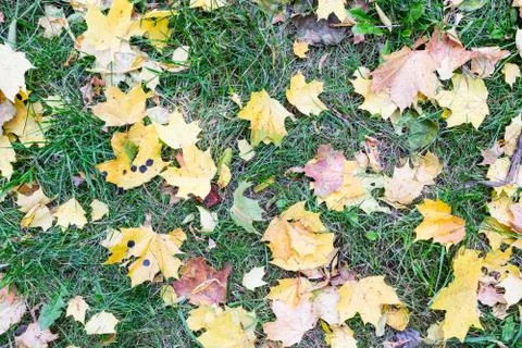 Maple leaves on grass Stock-Fotos