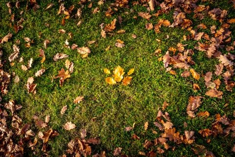 Maple Leaves on Grass Stock Photos