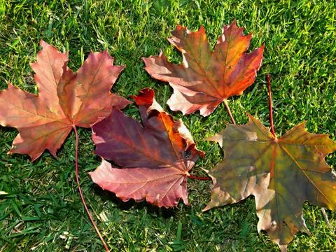 Maple leaves in a green backround Stock Photos