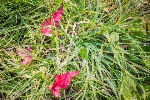 Maple leaves on green grass. Stock Photos