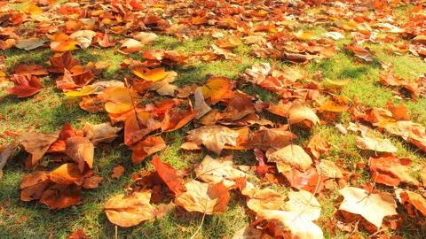 Maple Leaves on the Ground and Sunlight Filtering Through the Trees 스톡 동영상 327539734