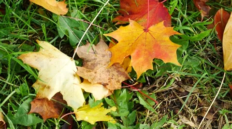 Maple leaves on the ground Stock Footage 56696975